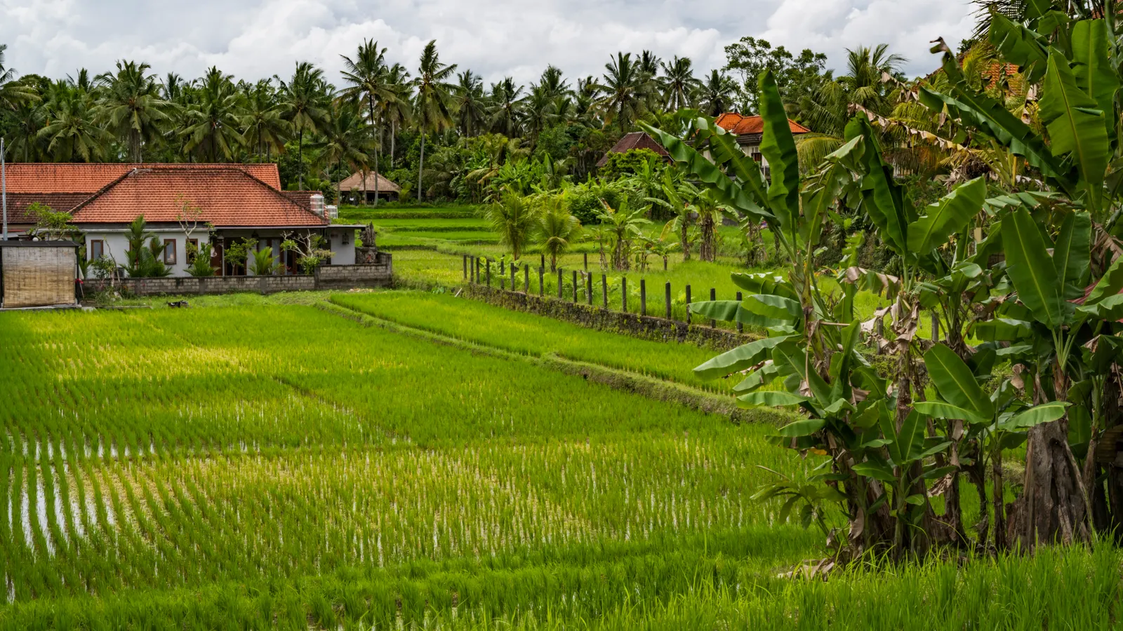 Foto ilustrasi sawah dan rumah di Bali