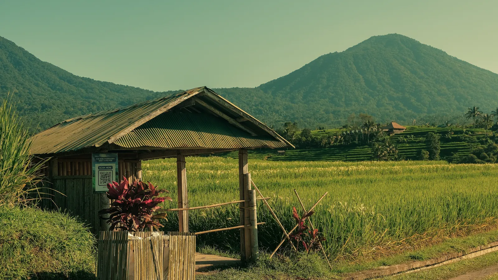 Foto ilustrasi sawah dan pegunungan di Bali